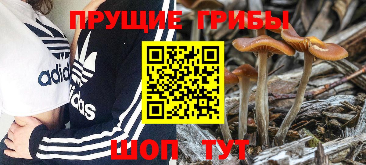 Псилоцибиновые грибы мицелий Новотроицк